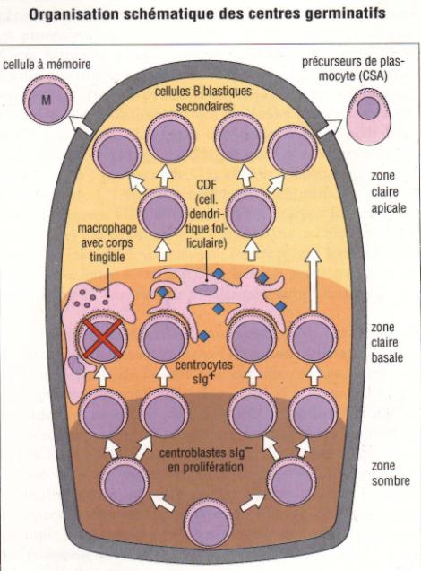 Maturation Des Lymphocytes B : T Cell Wikipedia / Université De ...